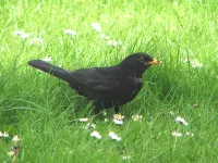 Foto: Merel [Turdus merula] Zuid-Holland     